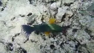 Зубастый перистохвостый хейлин. Cheilinus lunulatus. ...DSCF9230