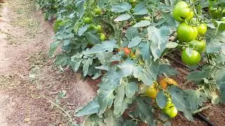 DOMATES AŞAMA- 4 BİTKİ KORUMA VE G&Uuml;BRELEME