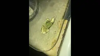 SNEAK PEAK How to make WEED TEA!!