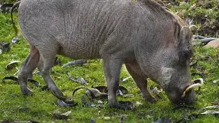 Amazing Pig Species You Never Knew Existed