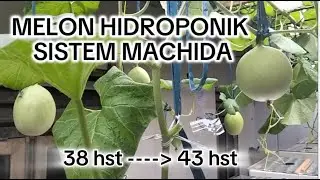 Melon Hidroponik Sistem Machida (3)