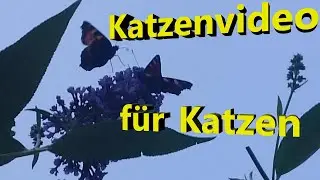 Katzenvideo für Katzen - Cat Games - MOVIE for CATS - Katze spiel fangen Video for Cats to watch.
