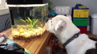 Rocco fish