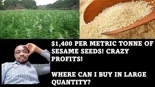 Benefits Of Sesame Seeds - One Of The Most Profitable Seeds For Export Trading