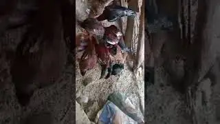 best hen farming/ aseel murga video