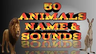 50 ANIMAL Names and Sounds। Learn Animals for kids। English and Hindi।Om cartoon77 ।