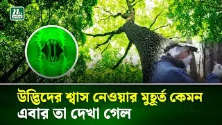 প্রথমবারের মত উদ্ভিদের শ্বাস-প্রশ্বাস প্রক্রিয়া দেখতে পেল মানুষ | Tree Physiology | NTV News