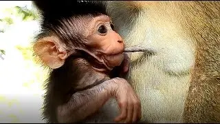 MG, Baby Do like This Too Long, New Born Monkey Happy Meeting Friends.