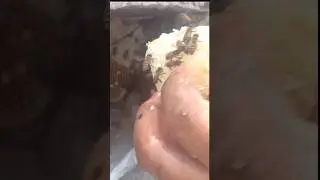 #ytshort#bee #vipshort#ytshort