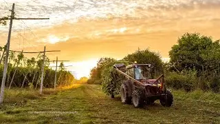 Hop Harvest