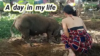 A day in my life |Feeding Pigs 