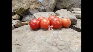 Randy's Cherry Bomb Tomato Seeds For Sale At Bounty Hunter Seeds