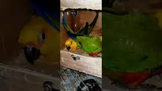 #birds #blackfacebudgie #birdsongs #music #parrot #birdsavairy #birdmusic
