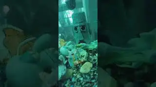 Angel Fish aggressive with our blue Gourami - I've tried changing the layout of the aquarium - smh
