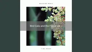 Enjoy Life, Gain Equilibrium Nature Music for High Sleep