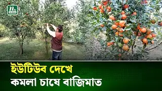 আক্কেলপুরে কমলা চাষে সফলতার নতুন গল্প গড়লেন ইমরান–সুমি দম্পতি | Orange Farming | NTV News