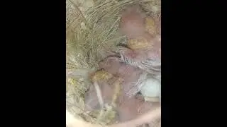 Isabal Orange Zehra finches chicks..
