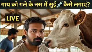 Giving IV Injections to Cows Made EASY? LIVE  #cow #animals