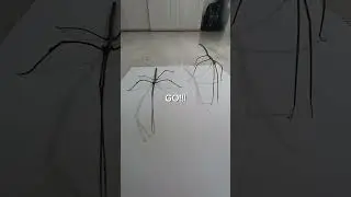 STICK INSECT RACE! 🏁 #bug #stick #funny #cute #speed #fast #green #brown