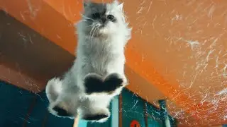 BESPOKE Jet&trade; AI : Jet Pet Care | Samsung