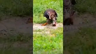 Eagle Catch Snake #animals #eagle #wild