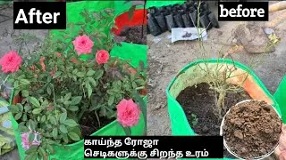 🤫ரோஜா செடி அதிக பூக்கள் பூக்க இதை கொடுங்கள் _ rose plant fertilizer tamil #garden #terracegarden