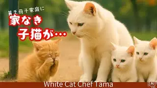 【タマのごはん処】空腹子猫！貧乏母子と家なき子の出会い！ママ猫の節約料理が子猫を救う？