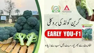 Green Gold Broccoli Early You F1 | Afadiyat Bharpoor & High Market Rate