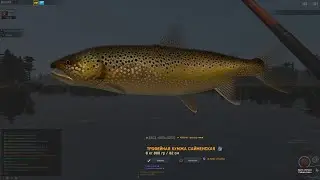 Fisher Online -Кумжа сайменська-Фінляндія(Finland:Kulgu lake- Trout Saimen )