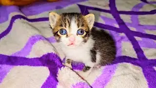 ( Rescued kitten day 3 ) the newborn kitten don't stop looking at me when i fed him