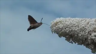 Kolibrievlinder in slow motion.