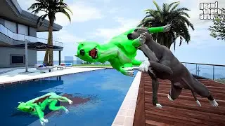 TERMİNAT&Ouml;R KORKUN&Ccedil; PİTBULL GRİP'LE D&Ouml;V&Uuml;Ş&Uuml;YOR! - GTA 5 PİTBULL'UN HAYATI