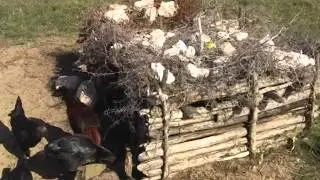 Andrew Lees Trust - video testimony from southern Madagascar - raising chickens