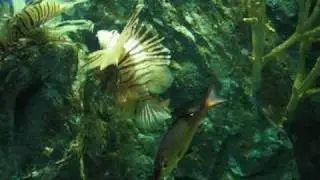 Kraftwerk - The Model (Elecmutec Tribute) - Aquarium