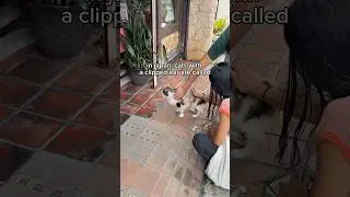 stray cats of japan 🇯🇵🐈