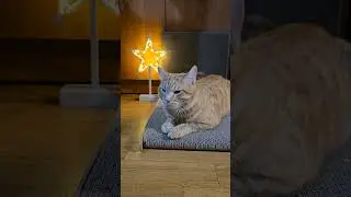 Слабая обвиняет, сильная наказывает 😼