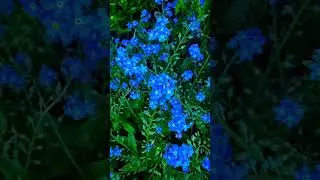 forgetmenot #shorts #viralshorts #flowers #asmr #japan #nature #lovers #beautiful #garden #spring 🩵