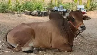 Heavy Size... Red sindhi Bull in Tamilnadu
