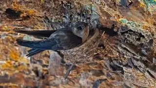 Swiftlet Nests: The Multi-Million Dollar Bird's Nest Industry | Nature's Edible Wonder