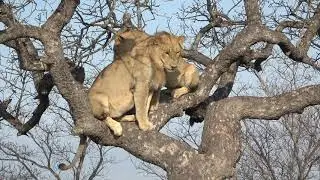 Savanna Safari Tales Ep1