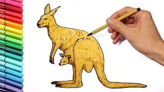 Drawing and kangaroo Wild Animals From Australia Learning Colors and Drawing for Kids