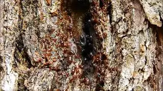 Australian native Stingless bee hive by Sharon McGrigor