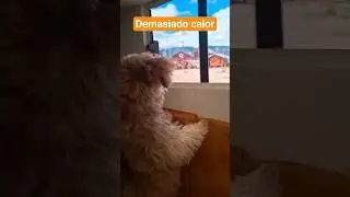 Cuando hace mucho calor #maltipoo #calor #viajar