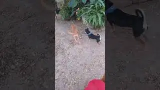 Conociendo a su nueva hermana Nala 🐕&zwj;🦺❤️