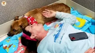 Испуганная собака с 14 щенками постепенно учится снова доверять людям