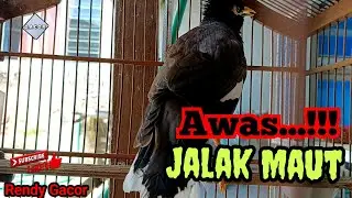 Awas...!!! Jalak Maut. WAJIB Buat Pancingan