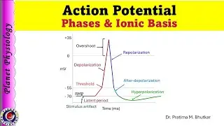 Action Potential Made Simple | Nerve Impulse Explained