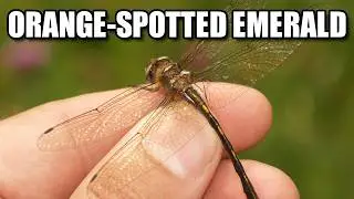 Orange-spotted Emerald&nbsp;Dragonfly Facts 🌼 Animal Fact Files