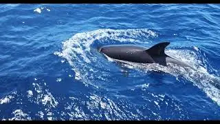Bremer Bay Orca Tour