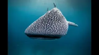 Whale Shark - Rhincodon typus